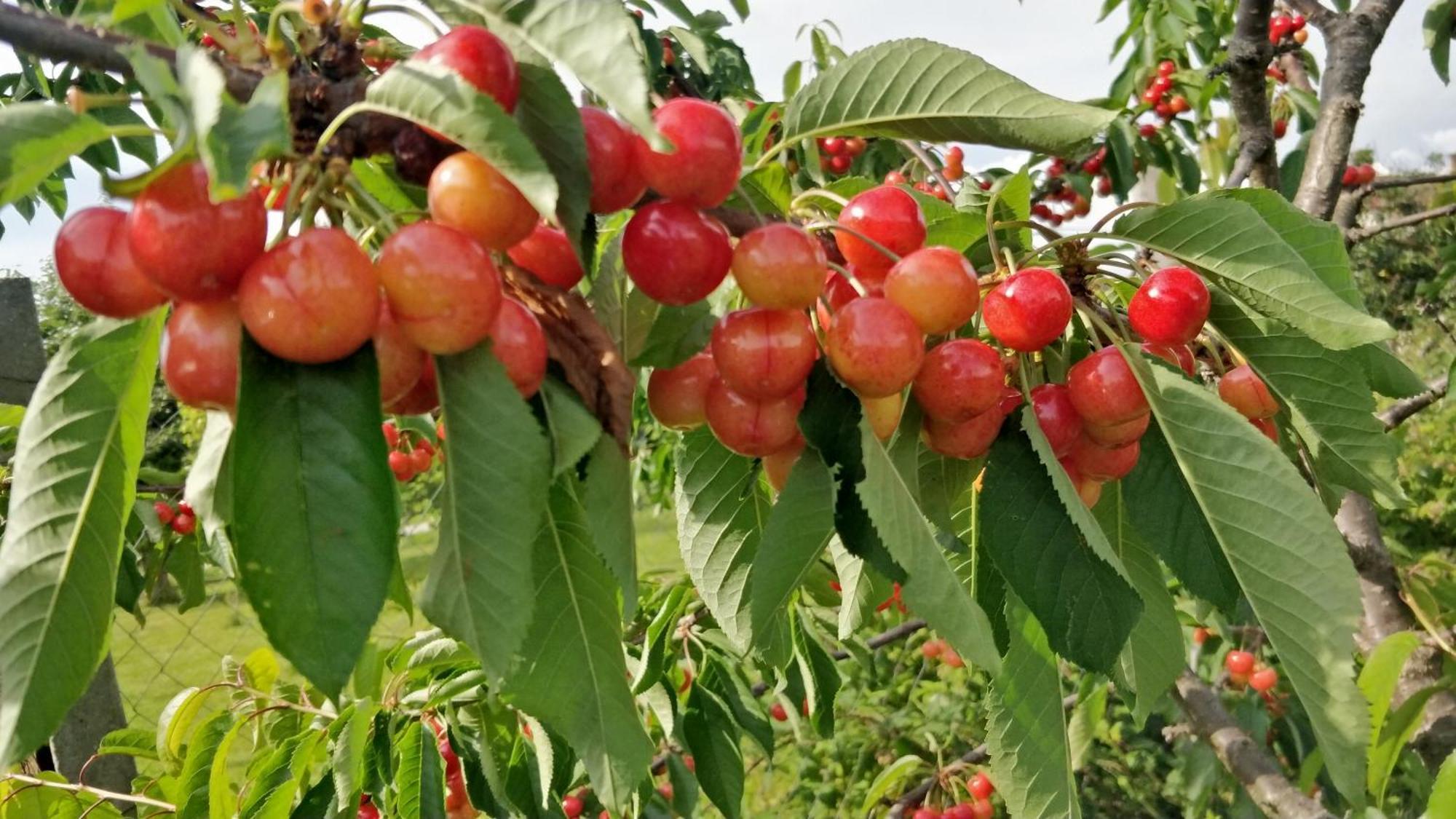 Oereghaz Vendeghaz Daire Lakhegy Dış mekan fotoğraf